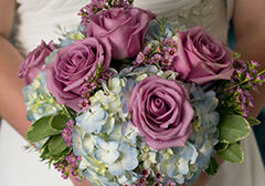 hydrangea
